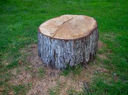 Best Fruit Tree Pruning  in Prophetstown, IL