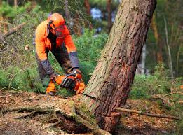 Best Hazardous Tree Removal  in Prophetstown, IL