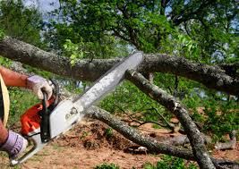 Lawn Renovation and Restoration in Prophetstown, IL