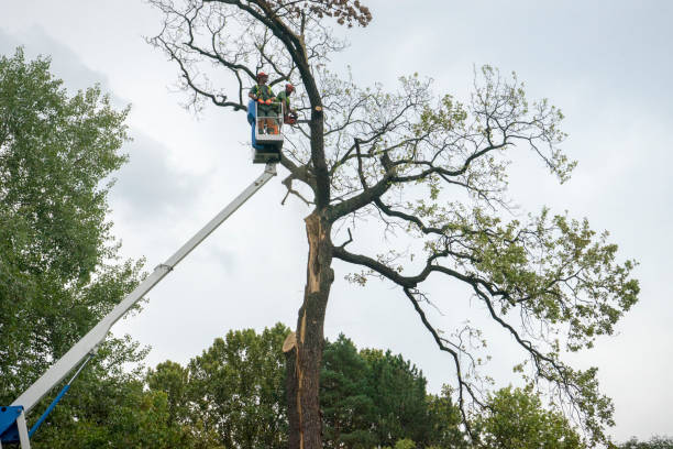 Best Tree Trimming and Pruning  in Prophetstown, IL
