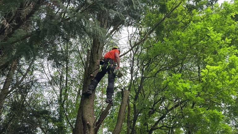 Seasonal Cleanup (Spring/Fall) in Prophetstown, IL
