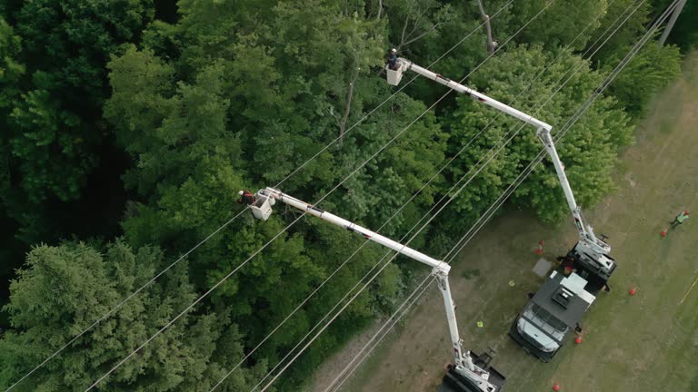 Reliable Prophetstown, IL Tree Services Solutions